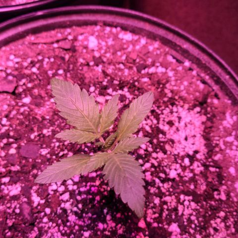 Tropicana Cookies Auto growlog timeline photo