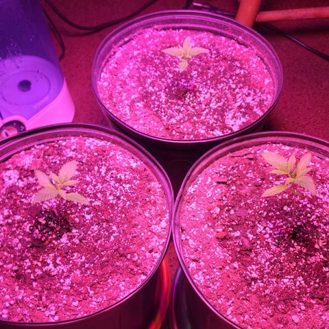Tropicana Cookies Auto growlog timeline photo