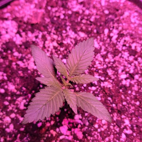 Tropicana Cookies Auto growlog timeline photo