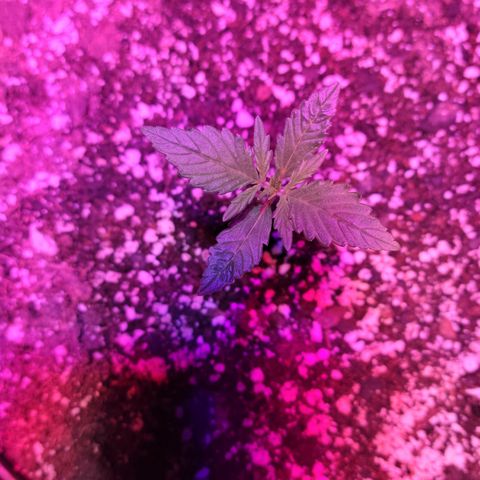 Tropicana Cookies Auto growlog timeline photo