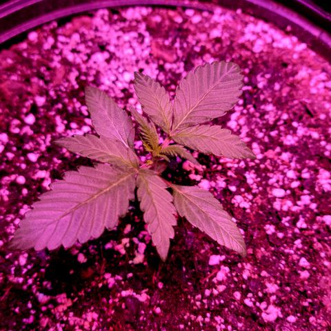 Tropicana Cookies Auto growlog timeline photo