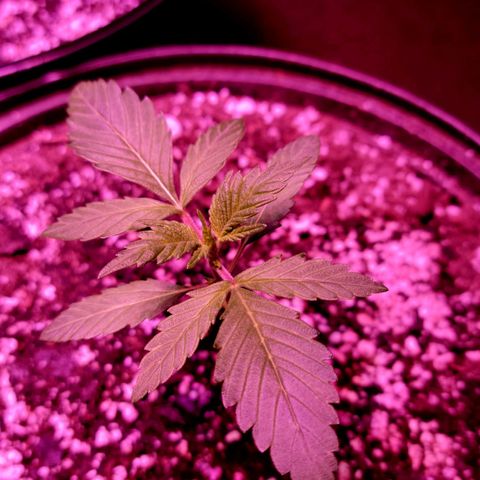 Tropicana Cookies Auto growlog timeline photo