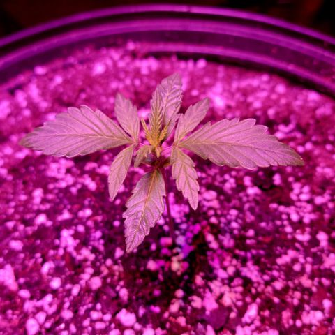 Tropicana Cookies Auto growlog timeline photo