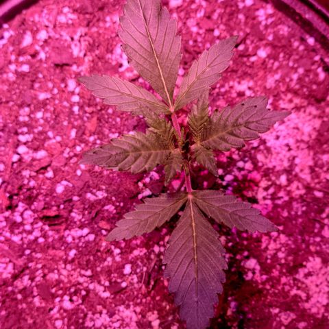 Tropicana Cookies Auto growlog timeline photo