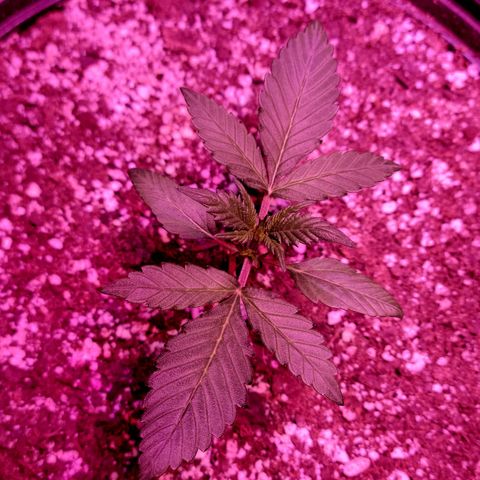 Tropicana Cookies Auto growlog timeline photo