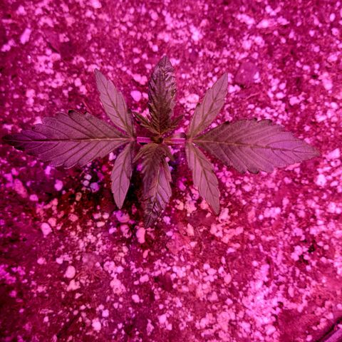 Tropicana Cookies Auto growlog timeline photo