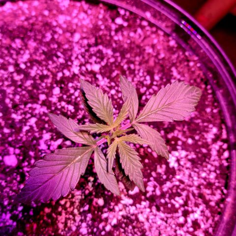 Tropicana Cookies Auto growlog timeline photo