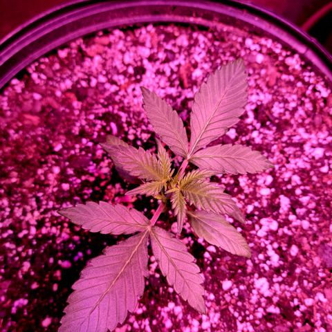 Tropicana Cookies Auto growlog timeline photo