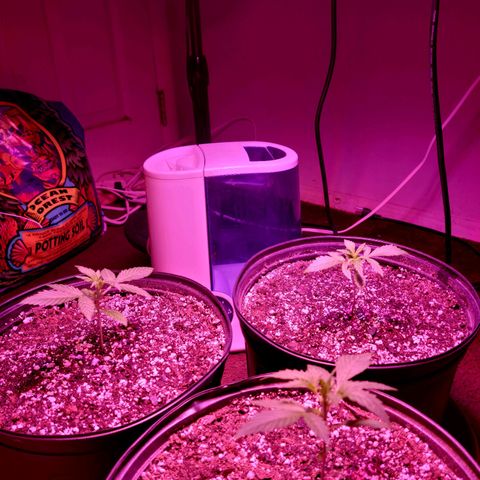 Tropicana Cookies Auto growlog timeline photo
