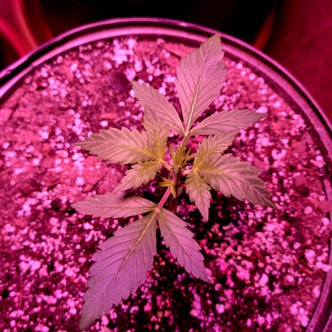 Tropicana Cookies Auto growlog timeline photo