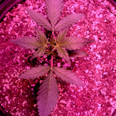 Tropicana Cookies Auto growlog timeline photo