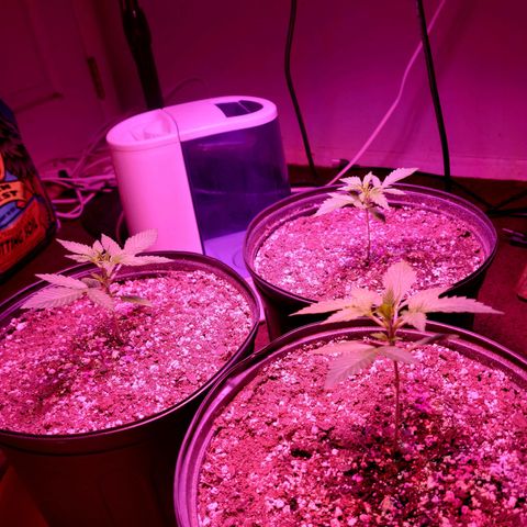 Tropicana Cookies Auto growlog timeline photo
