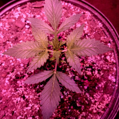Tropicana Cookies Auto growlog timeline photo