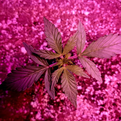 Tropicana Cookies Auto growlog timeline photo