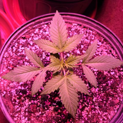 Tropicana Cookies Auto growlog timeline photo