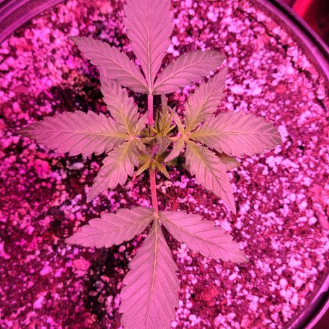 Tropicana Cookies Auto growlog timeline photo