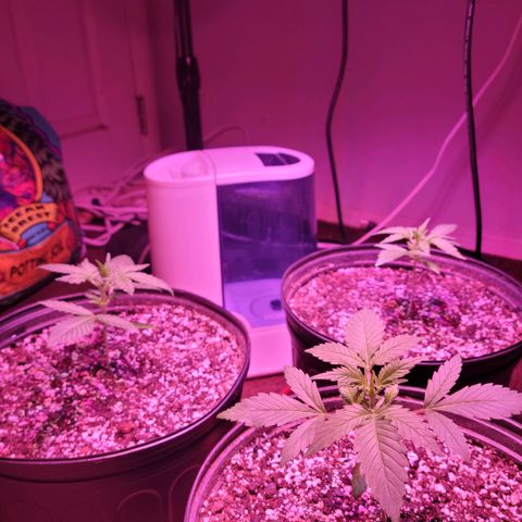 Tropicana Cookies Auto growlog timeline photo