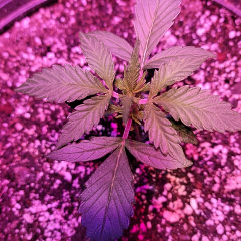 Tropicana Cookies Auto growlog timeline photo