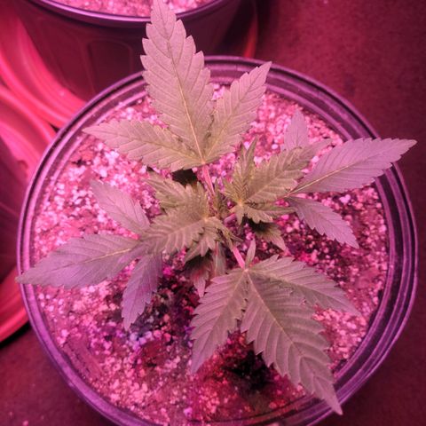 Tropicana Cookies Auto growlog timeline photo