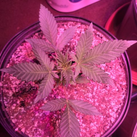 Tropicana Cookies Auto growlog timeline photo