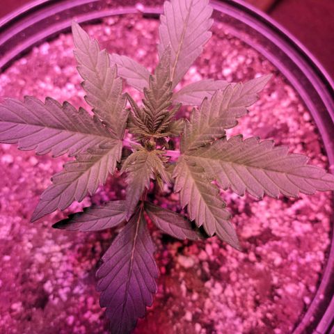 Tropicana Cookies Auto growlog timeline photo