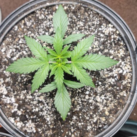 Tropicana Cookies Auto growlog timeline photo