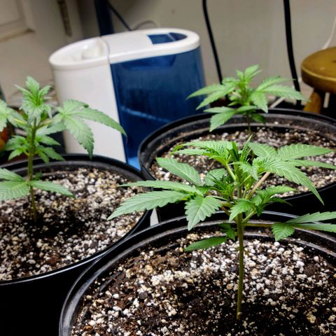 Tropicana Cookies Auto growlog timeline photo