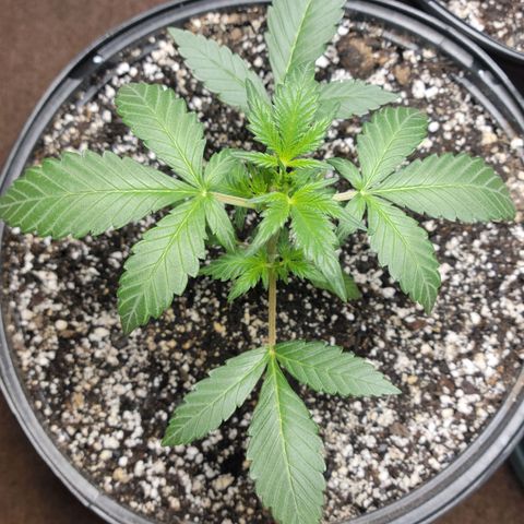 Tropicana Cookies Auto growlog timeline photo