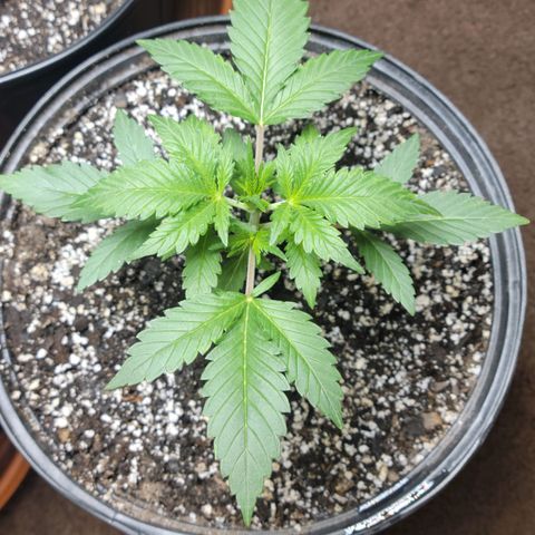 Tropicana Cookies Auto growlog timeline photo