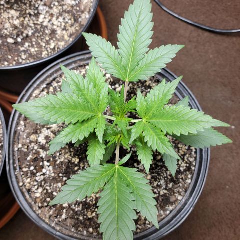 Tropicana Cookies Auto growlog timeline photo