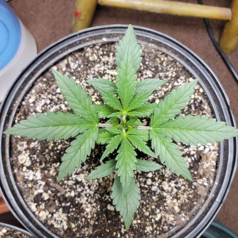 Tropicana Cookies Auto growlog timeline photo