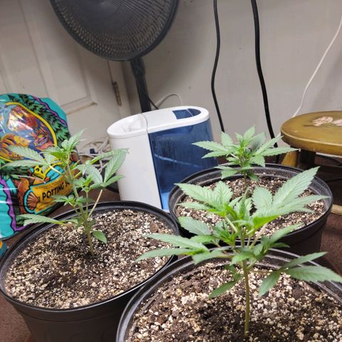 Tropicana Cookies Auto growlog timeline photo