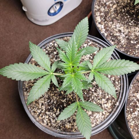 Tropicana Cookies Auto growlog timeline photo