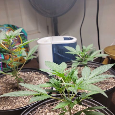Tropicana Cookies Auto growlog timeline photo