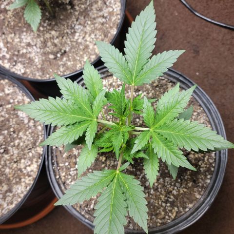 Tropicana Cookies Auto growlog timeline photo