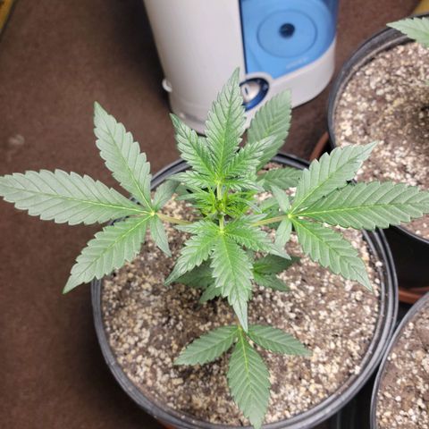 Tropicana Cookies Auto growlog timeline photo
