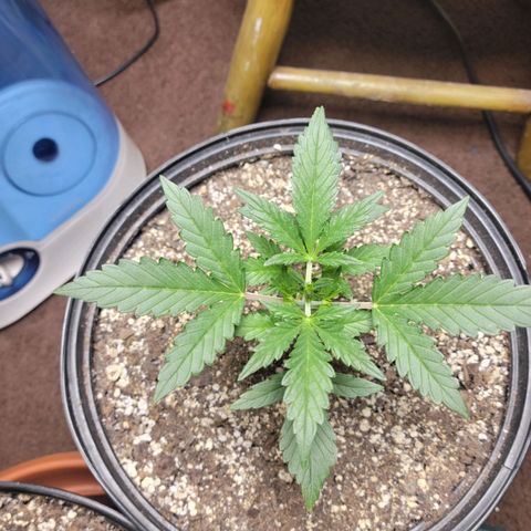 Tropicana Cookies Auto growlog timeline photo