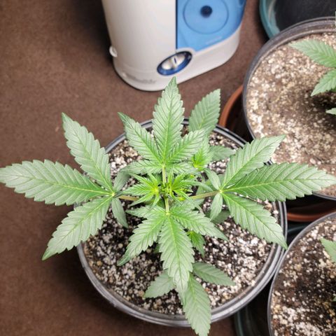 Tropicana Cookies Auto growlog timeline photo
