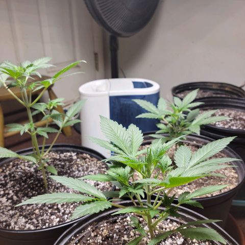 Tropicana Cookies Auto growlog timeline photo