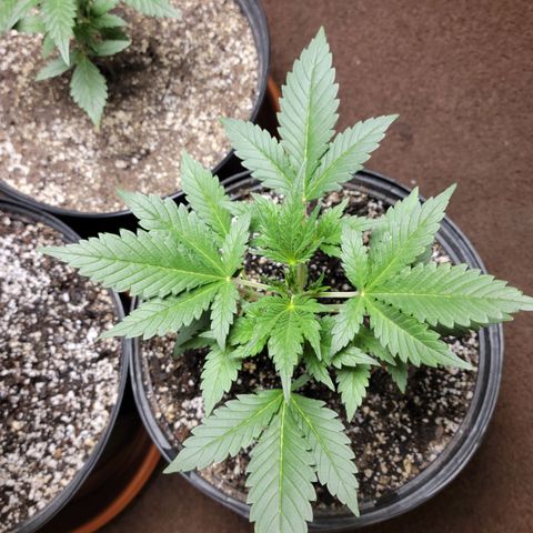 Tropicana Cookies Auto growlog timeline photo