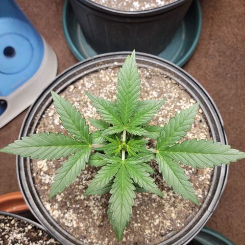 Tropicana Cookies Auto growlog timeline photo