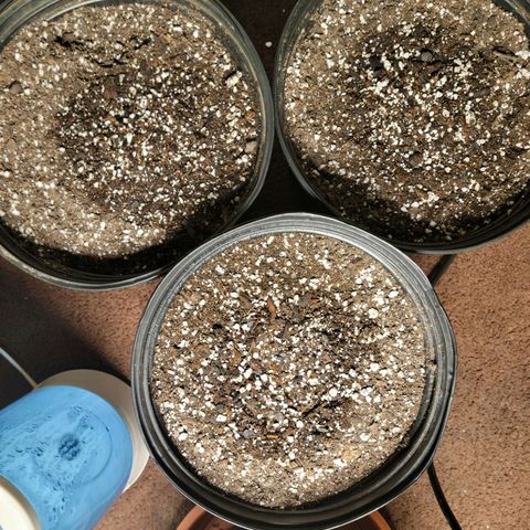 Red Poison Auto growlog timeline photo