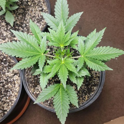 Tropicana Cookies Auto growlog timeline photo