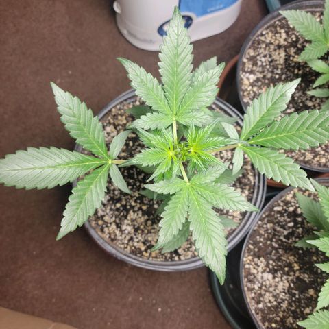 Tropicana Cookies Auto growlog timeline photo
