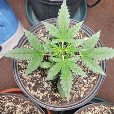 Tropicana Cookies Auto growlog timeline photo
