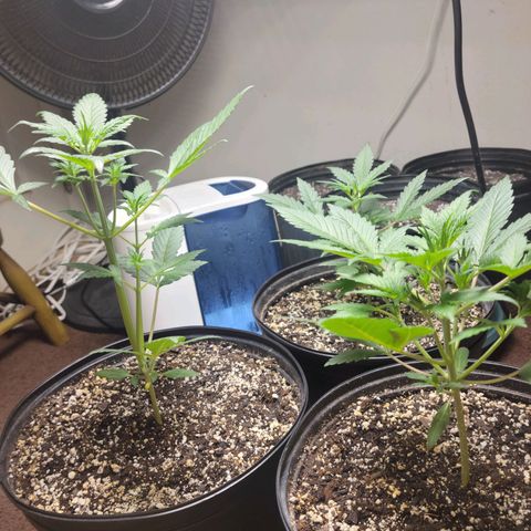 Tropicana Cookies Auto growlog timeline photo