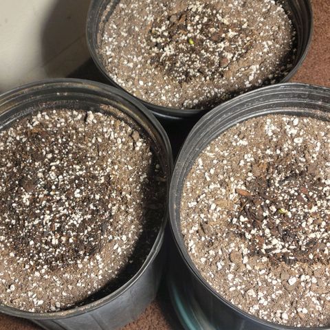 Red Poison Auto growlog timeline photo