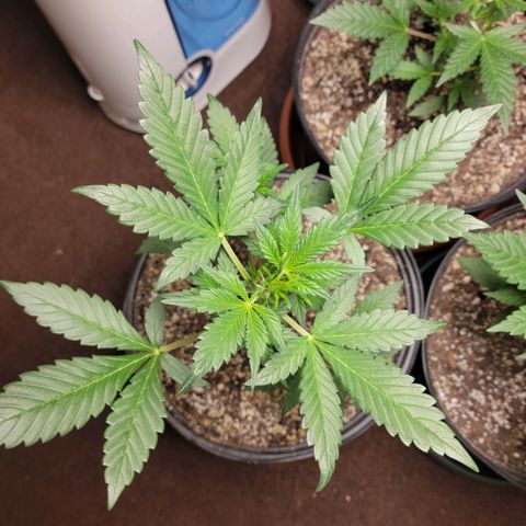 Tropicana Cookies Auto growlog timeline photo