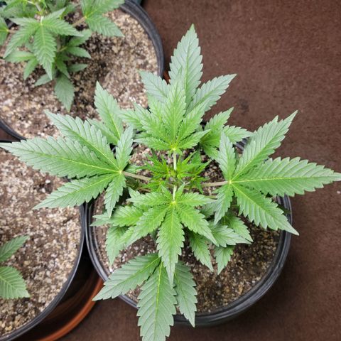 Tropicana Cookies Auto growlog timeline photo