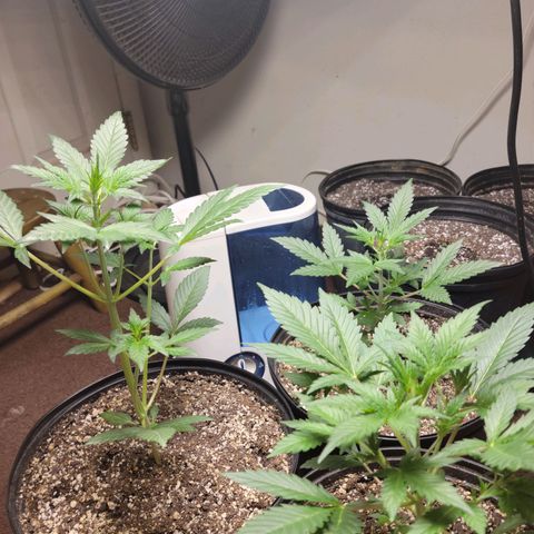 Tropicana Cookies Auto growlog timeline photo